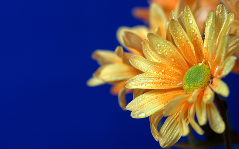 Illustration for article titled Complementary Colors 2